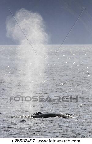 Adult Fin Whale (Balaenoptera physalus) surfacing in the lower Gulf of California (Sea of Cortez), Mexico. View Large Photo Image Stock Photo - Adult Fin Whale (Balaenoptera physalus) surfacing in the lower Gulf of California (Sea of Cortez), Mexico.. Fotosearch