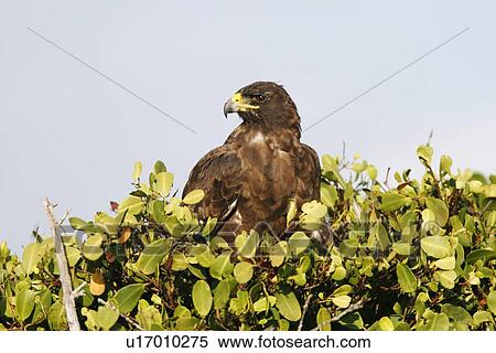 Adult Galapagos hawk (Buteo galapagoensis) in the Galapagos Island Group, Ecuador. This raptor species is endemic to the Galapagos Islands. Pacific Ocean. View Large Photo Image Stock Photography - Adult Galapagos hawk (Buteo galapagoensis) in the Galapagos Island Group, Ecuador. This raptor species is endemic to the Galapagos Islands. Pacific Ocean.. Fotosearch