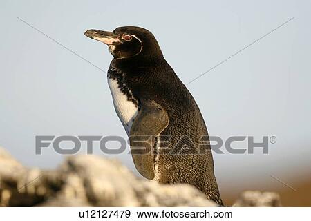 Stock Photo - Adult Galapagos penguin (Spheniscus mendiculus) in the Galapagos Island Group, Ecuador. This is the only species of penguin in the northern hemisphere and is endemic to the Galapagos only.. Fotosearch