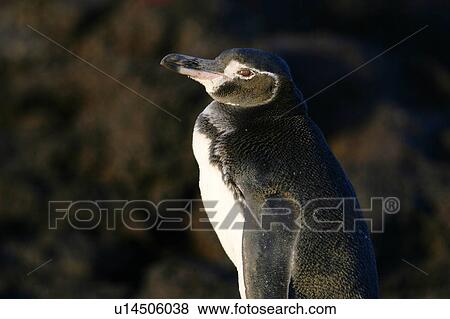 Stock Photo - Adult Galapagos penguin (Spheniscus mendiculus) in the Galapagos Island Group, Ecuador. This is the only species of penguin in the northern hemisphere and is endemic to the Galapagos only.. Fotosearch