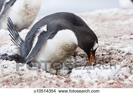 Picture - Adult gentoo penguin (Pygoscelis papua) on two eggs at breeding colony on Barrentos ISland in the Aitcho Island Group, South Shetland Islands, Antarctica. There are an estimated 80, 000 breeding gentoo penguin pairs in the Antarctic peninsula area with a . Fotosearch