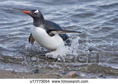Picture - Adult gentoo penguin (Pygoscelis papua) swimming in to the beach from sea in Neko Harbour in Andvord Bay, Antarctica. There are an estimated 80, 000 breeding gentoo penguin pairs in the Antarctic peninsula area with a total population estimate of around 3. Fotosearch