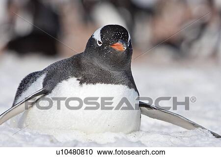 Stock Image - Adult gentoo penguin (Pygoscelis papua) on Barrentos Island in the Aitchi Island Group, South Shetland Islands, Antarctica. There are an estimated 80, 000 breeding gentoo penguin pairs in the Antarctic peninsula area with a total population estimate of aro. Fotosearch