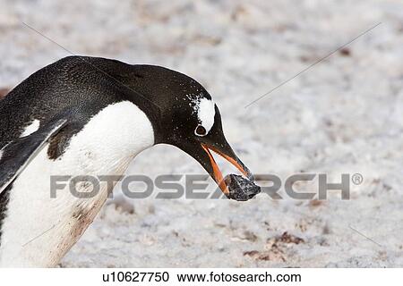 Stock Image - Adult gentoo penguin (Pygoscelis papua) building nest with rocks on Barrentos Island in the Aitchi Island Group, South Shetland Islands, Antarctica. There are an estimated 80, 000 breeding gentoo penguin pairs in the Antarctic peninsula area with a total p. Fotosearch