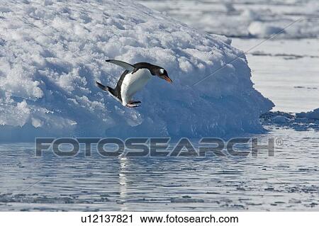 Stock Image - Adult gentoo penguin (Pygoscelis papua) leaping off iceberg near breeding colony on Petermann Island, Antarctica. Here on Petermann Island the gentoo penguins population is rising dramatically, at the cost of the ice-dependant Adelie penguin population. . Fotosearch