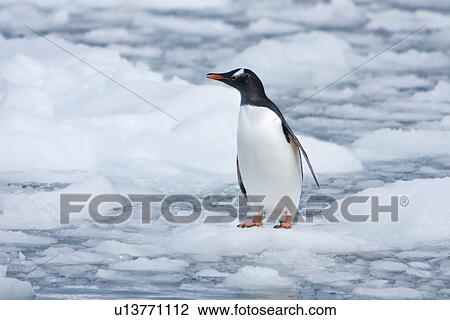 Stock Image - Adult gentoo penguin (Pygoscelis papua) on small growlers in Neko Harbour in Andvord Bay, Antarctica. There are an estimated 80, 000 breeding gentoo penguin pairs in the Antarctic peninsula area with a total population estimate of around 314, 000 breeding . Fotosearch