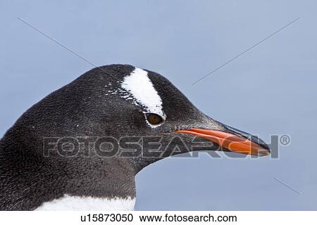 Adult gentoo penguin (Pygoscelis papua) head detail in Neko Harbour in Andvord Bay, Antarctica. There are an estimated 80, 000 breeding gentoo penguin pairs in the Antarctic peninsula area with a total population estimate of around 314, 000 breeding pairs View Large Photo Image Stock Image - Adult gentoo penguin (Pygoscelis papua) head detail in Neko Harbour in Andvord Bay, Antarctica. There are an estimated 80, 000 breeding gentoo penguin pairs in the Antarctic peninsula area with a total population estimate of around 314, 000 breeding pairs . Fotosearch