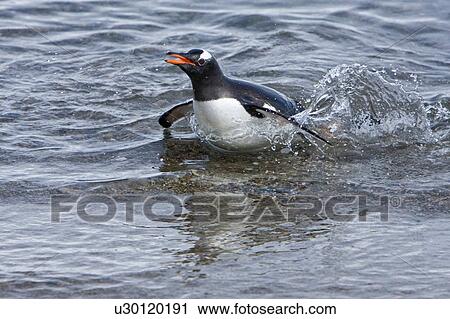 Stock Image - Adult gentoo penguin (Pygoscelis papua) swimming in to the beach from sea in Neko Harbour in Andvord Bay, Antarctica. There are an estimated 80, 000 breeding gentoo penguin pairs in the Antarctic peninsula area with a total population estimate of around 3. Fotosearch