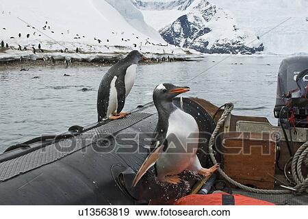 Adult gentoo penguin (Pygoscelis papua) leaping into the Zodiac, much to the surprise of Bud Lenhausen, A Lindblad staff member, in Neko Harbour in Andvord Bay, Antarctica. There are an estimated 80, 000 breeding gentoo penguin pairs in the Antarctic peni View Large Photo Image Stock Photo - Adult gentoo penguin (Pygoscelis papua) leaping into the Zodiac, much to the surprise of Bud Lenhausen, A Lindblad staff member, in Neko Harbour in Andvord Bay, Antarctica. There are an estimated 80, 000 breeding gentoo penguin pairs in the Antarctic peni. Fotosearch