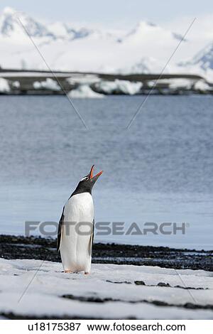 Stock Photo - Adult gentoo penguin (Pygoscelis Papua) calling out in the Aitcho Island Group, South Shetland Islands, Antarctica.. Fotosearch