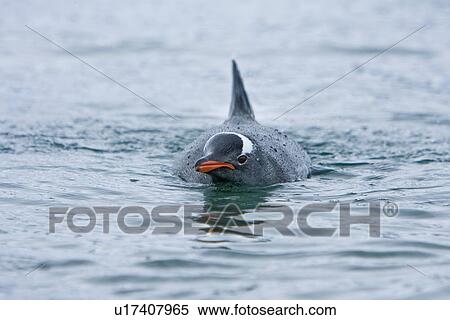 Stock Photography - Adult gentoo penguin (Pygoscelis papua) swimming and on small growlers in Neko Harbour in Andvord Bay, Antarctica. There are an estimated 80, 000 breeding gentoo penguin pairs in the Antarctic peninsula area with a total population estimate of around 314,. Fotosearch