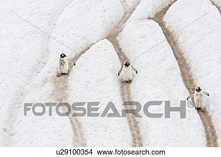 Picture - Adult gentoo penguins (Pygoscelis papua) going and returning from sea to feed along well-worn "penguin highways" carved into the snow and ice in Neko Harbour in Andvord Bay, Antarctica. These "highways" form in late spring as penguins repeatedly walk the . Fotosearch