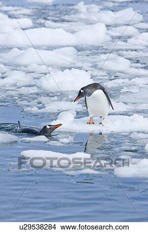 Picture - Adult gentoo penguins (Pygoscelis papua) swimming and playing on small growlers in Neko Harbour in Andvord Bay, Antarctica. There are an estimated 80, 000 breeding gentoo penguin pairs in the Antarctic peninsula area with a total population estimate of ar. Fotosearch