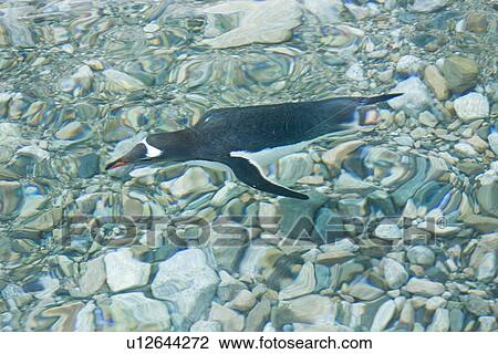 Stock Image - Adult gentoo penguins (Pygoscelis papua) swimming and on small growlers in Neko Harbour in Andvord Bay, Antarctica. There are an estimated 80, 000 breeding gentoo penguin pairs in the Antarctic peninsula area with a total population estimate of around 314. Fotosearch