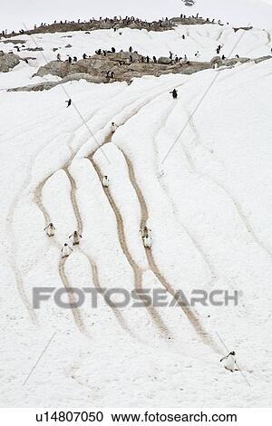 Stock Image - Adult gentoo penguins (Pygoscelis papua) going and returning from sea to feed along well-worn "penguin highways" carved into the snow and ice in Neko Harbour in Andvord Bay, Antarctica. These "highways" form in late spring as penguins repeatedly walk the . Fotosearch