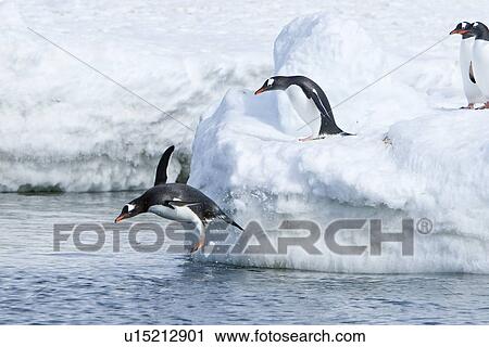 Adult gentoo penguins (Pygoscelis papua) jumping from an ice covered island at Mikkelsen Point on Trinity Island in the northern portion of the Gerlache Strait, Antarctica. Southern Ocean. There are an estimated 80, 000 breeding gentoo penguin pairs in the View Large Photo Image Stock Image - Adult gentoo penguins (Pygoscelis papua) jumping from an ice covered island at Mikkelsen Point on Trinity Island in the northern portion of the Gerlache Strait, Antarctica. Southern Ocean. There are an estimated 80, 000 breeding gentoo penguin pairs in the. Fotosearch
