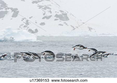 Stock Image - Adult gentoo penguins (Pygoscelis papua) porpoising at the northern end of the Errera Channel in Antarctica. Southern Ocean. There are an estimated 80, 000 breeding gentoo penguin pairs in the Antarctic peninsula area with a total population estimate of ar. Fotosearch