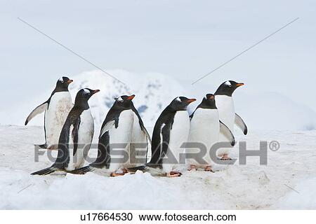 Adult gentoo penguins (Pygoscelis papua) on an ice covered island at Mikkelsen Point on Trinity Island in the northern portion of the Gerlache Strait, Antarctica. Southern Ocean. There are an estimated 80, 000 breeding gentoo penguin pairs in the Antarctic View Large Photo Image Stock Image - Adult gentoo penguins (Pygoscelis papua) on an ice covered island at Mikkelsen Point on Trinity Island in the northern portion of the Gerlache Strait, Antarctica. Southern Ocean. There are an estimated 80, 000 breeding gentoo penguin pairs in the Antarctic. Fotosearch