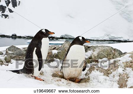 Adult gentoo penguins (Pygoscelis papua) nesting on Petermann Island, Antarctica. There are an estimated 80, 000 breeding gentoo penguin pairs in the Antarctic peninsula area with a total population estimate of around 314, 000 breeding pairs in all of Antar View Large Photo Image Stock Photo - Adult gentoo penguins (Pygoscelis papua) nesting on Petermann Island, Antarctica. There are an estimated 80, 000 breeding gentoo penguin pairs in the Antarctic peninsula area with a total population estimate of around 314, 000 breeding pairs in all of Antar. Fotosearch
