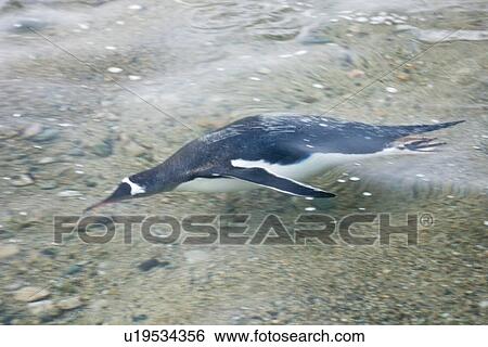 Stock Photograph - Adult gentoo penguins (Pygoscelis papua) swimming and on small growlers in Neko Harbour in Andvord Bay, Antarctica. There are an estimated 80, 000 breeding gentoo penguin pairs in the Antarctic peninsula area with a total population estimate of around 314. Fotosearch