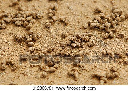 Adult ghost crabs (Ocypode sp. ) on the beach at Bartolome Island in the Galapagos Island Group, Ecuador. Pacific Ocean. These burrowing crabs sift through beach sand to feed at low tide and leave behind hundreds of small "sand balls" on the beach. View Large Photo Image Stock Image - Adult ghost crabs (Ocypode sp. ) on the beach at Bartolome Island in the Galapagos Island Group, Ecuador. Pacific Ocean. These burrowing crabs sift through beach sand to feed at low tide and leave behind hundreds of small "sand balls" on the beach.. Fotosearch
