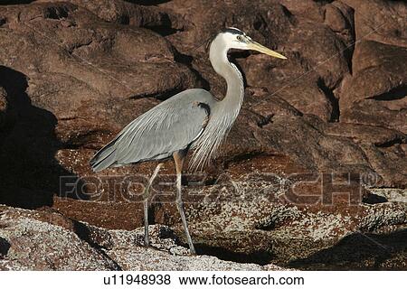 Stock Photo - Adult Great Blue Heron (Ardea herodias) in the intertidal zone on Los Islotes in the lower Gulf of California (Sea of Cortez), Mexico.. Fotosearch