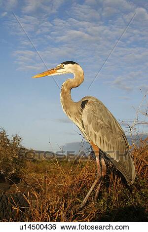 Adult great blue heron (Ardea herodias) at Puerto Egas on Santiago Island in the Galapagos Island Group, Ecuador. Pacific Ocean. View Large Photo Image Stock Photograph - Adult great blue heron (Ardea herodias) at Puerto Egas on Santiago Island in the Galapagos Island Group, Ecuador. Pacific Ocean.. Fotosearch