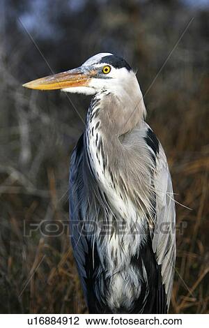 Stock Image - Adult great blue heron close-up (Ardea herodias) at Puerto Egas on Santiago Island in the Galapagos Island Group, Ecuador. Pacific Ocean.. Fotosearch