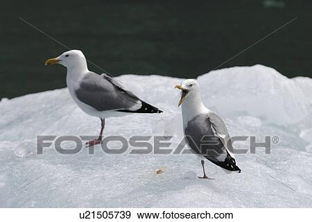 Adult Gull (Larus spp. ) resting on calved ice from the Sawyer Glacier in Tracy Arm, Southeast Alaska, USA. View Large Photo Image Stock Photo - Adult Gull (Larus spp. ) resting on calved ice from the Sawyer Glacier in Tracy Arm, Southeast Alaska, USA.. Fotosearch