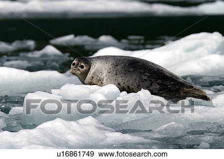 Stock Photo - Adult Harbor Seal (Phoca vitulina) hauled out on ice in Tracy Arm, Southeast Alaska, USA. Pacific Ocean.. Fotosearch