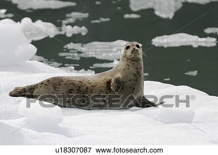 Adult harbor seal (Phoca vitulina) mother hauled out on ice calved from the Sawyer Glaciers in Tracy arm, Southeast Alaska, USA. Pacific Ocean. View Large Photo Image Stock Photo - Adult harbor seal (Phoca vitulina) mother hauled out on ice calved from the Sawyer Glaciers in Tracy arm, Southeast Alaska, USA. Pacific Ocean.. Fotosearch