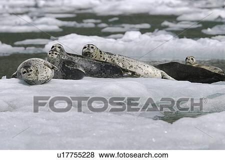 Adult harbor seals (Phoca vitulina) hauled out on ice calved from the Sawyer Glacier in Tracy Arm, Southeast Alaska, USA. View Large Photo Image Stock Photo - Adult harbor seals (Phoca vitulina) hauled out on ice calved from the Sawyer Glacier in Tracy Arm, Southeast Alaska, USA.. Fotosearch