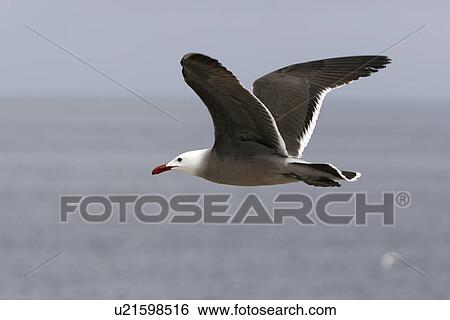 Stock Photograph - Adult Heermanns Gull (Larus heermanni) in flight on their breeding grounds on Isla Rasa in the middle Gulf of California (Sea of Cortez), Mexico. 95â0of the worlds population of this species nests on this tiny island.. Fotosearch