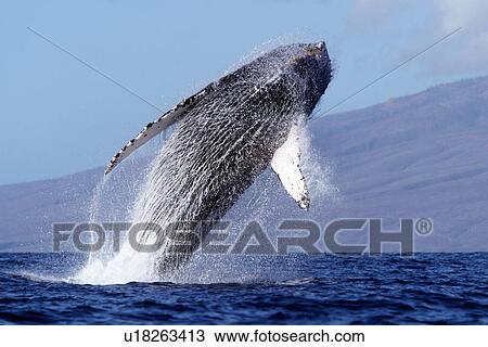 Adult humpback whale breaching in the AuAu Channel, Maui, Hawaii, USA. View Large Photo Image Stock Image - Adult humpback whale breaching in the AuAu Channel, Maui, Hawaii, USA.. Fotosearch