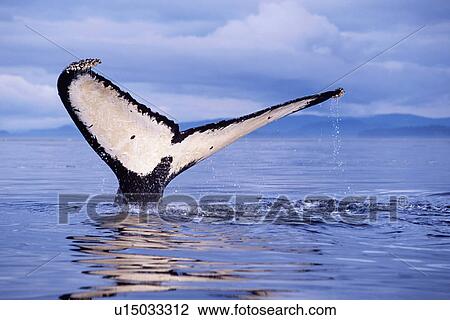 Adult humpback whale fluke-up dive in Frederick Sound, southeast Alaska, USA. View Large Photo Image Stock Image - Adult humpback whale fluke-up dive in Frederick Sound, southeast Alaska, USA.. Fotosearch