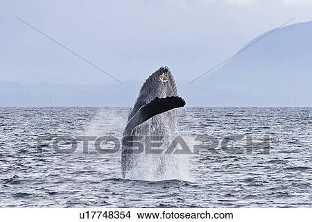 Adult humpback whale (Megaptera novaeangliae) breaching and head-lunging along the eastern shore of Chichagof Island in Southeastern Alaska, USA. Pacific Ocean. This animal may be breaching as part of a display after leaving a bubble-net feeding group wit View Large Photo Image Picture - Adult humpback whale (Megaptera novaeangliae) breaching and head-lunging along the eastern shore of Chichagof Island in Southeastern Alaska, USA. Pacific Ocean. This animal may be breaching as part of a display after leaving a bubble-net feeding group wit. Fotosearch