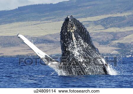 Adult humpback whale (Megaptera novaeangliae) breaching in the AuAu Channel, Maui, Hawaii, USA. Pacific Ocean. View Large Photo Image Picture - Adult humpback whale (Megaptera novaeangliae) breaching in the AuAu Channel, Maui, Hawaii, USA. Pacific Ocean.. Fotosearch