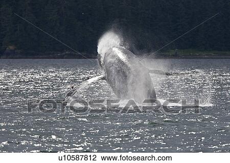 Stock Image - Adult humpback whale (Megaptera novaeangliae) breaching and head-lunging along the eastern shore of Chichagof Island in Southeastern Alaska, USA. Pacific Ocean. This animal may be breaching as part of a display after leaving a bubble-net feeding group wit. Fotosearch