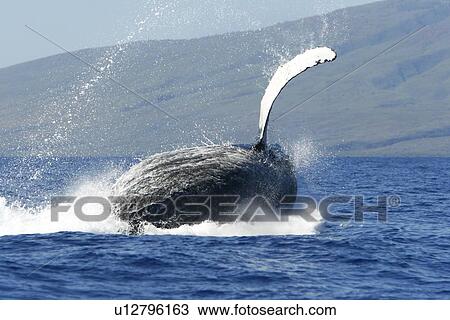 Stock Image - Adult humpback Whale (Megaptera novaeangliae) breaching in the AuAu Channel, Maui, Hawaii, USA. Pacific Ocean.. Fotosearch