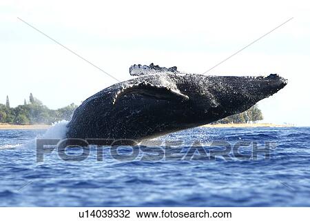 Stock Image - Adult humpback whale (Megaptera novaeangliae) breaching off Mala Wharf in the AuAu Channel, Maui, Hawaii, USA. Pacific Ocean.. Fotosearch