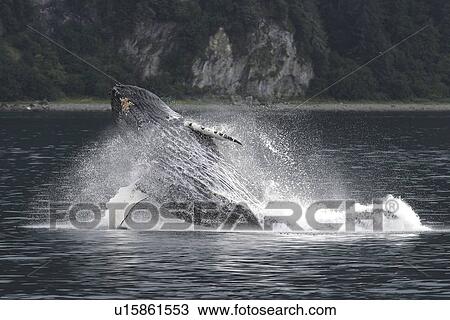 Stock Image - Adult humpback whale (Megaptera novaeangliae) breaching in Southeast Alaska, USA. Pacific Ocean.. Fotosearch