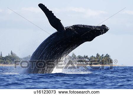 Adult humpback Whale (Megaptera novaeangliae) breaching near Mala Wharf in the AuAu Channel, Maui, Hawaii, USA. Pacific Ocean. View Large Photo Image Stock Image - Adult humpback Whale (Megaptera novaeangliae) breaching near Mala Wharf in the AuAu Channel, Maui, Hawaii, USA. Pacific Ocean.. Fotosearch