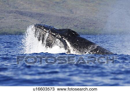 Stock Image - Adult humpback Whale (Megaptera novaeangliae) head-lunge in competitive group (possible mating behaviour? ) in the AuAu Channel, Maui, Hawaii, USA. Pacific Ocean.. Fotosearch