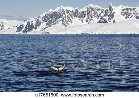 Stock Image - Adult humpback whale (Megaptera novaeangliae) fluke-up dive near the Antarctic Peninsula.. Fotosearch