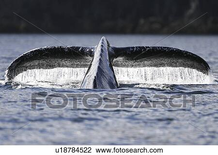 Adult humpback whale (Megaptera novaeangliae) fluke-up dive in Southeast Alaska, USA. Pacific Ocean. l View Large Photo Image Stock Image - Adult humpback whale (Megaptera novaeangliae) fluke-up dive in Southeast Alaska, USA. Pacific Ocean. l. Fotosearch