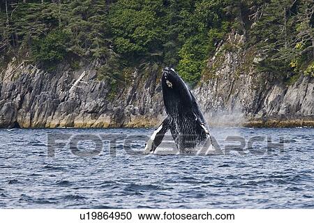 Adult humpback whale (Megaptera novaeangliae) breaching and head-lunging along the eastern shore of Chichagof Island in Southeastern Alaska, USA. Pacific Ocean. This animal may be breaching as part of a display after leaving a bubble-net feeding group wit View Large Photo Image Stock Image - Adult humpback whale (Megaptera novaeangliae) breaching and head-lunging along the eastern shore of Chichagof Island in Southeastern Alaska, USA. Pacific Ocean. This animal may be breaching as part of a display after leaving a bubble-net feeding group wit. Fotosearch