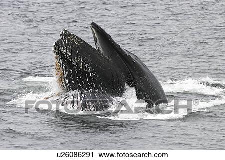 Adult humpback whale (Megaptera novaeangliae) cooperatively bubble-net feeding in Southeast Alaska, USA. Pacific Ocean. Note the expanded ventral pleats as well as the baleen hanging from the upper jaws. View Large Photo Image Stock Image - Adult humpback whale (Megaptera novaeangliae) cooperatively bubble-net feeding in Southeast Alaska, USA. Pacific Ocean. Note the expanded ventral pleats as well as the baleen hanging from the upper jaws.. Fotosearch