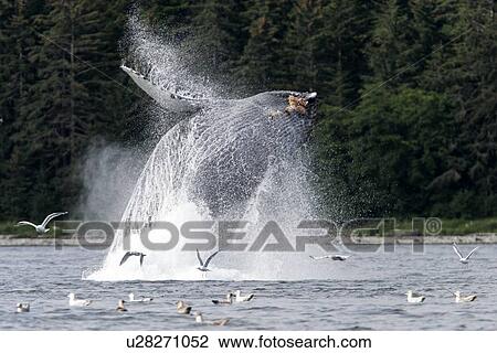 Stock Image - Adult Humpback Whale (Megaptera novaeangliae) breaching in Chatham Strait in Southeast Alaska, USA. Pacific Ocean.. Fotosearch