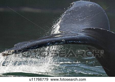 Stock Photo - Adult humpback whale (Megaptera novaeangliae) fluke-up dive in the middle of a group of bubble-net feeding humpback whales. Chatham Strait in Southestern Alaska, USA. Pacific Ocean.. Fotosearch