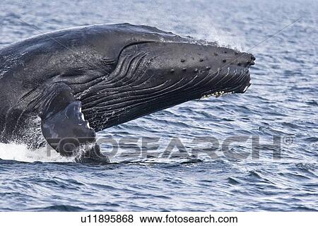 Stock Photo - Adult humpback whale (Megaptera novaeangliae) breaching and head-lunging along the eastern shore of Chichagof Island in Southeastern Alaska, USA. Pacific Ocean. This animal may be breaching as part of a display after leaving a bubble-net feeding group wit. Fotosearch